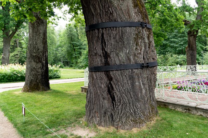 Tree Cabling