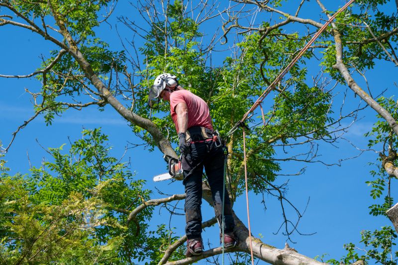 Tree Arborist