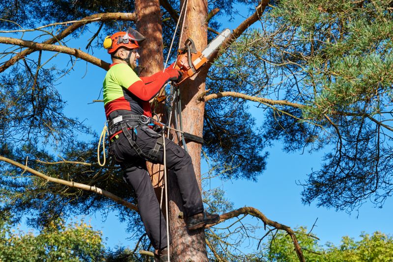 Products For Tree Arborists in use