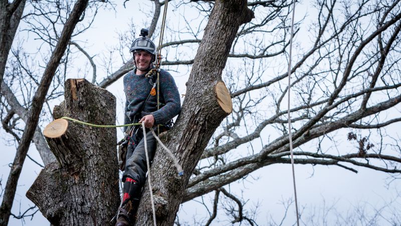 Tree Arborist