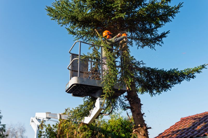 Tree Arborist