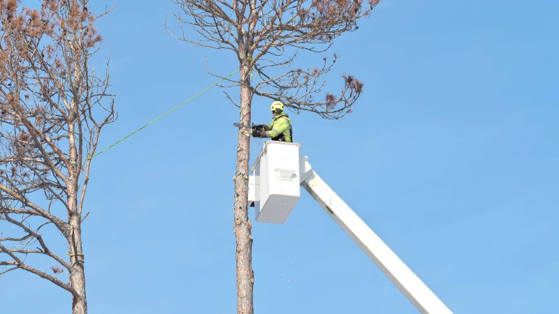 Tree Arborist