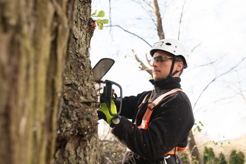 Tree Arborist