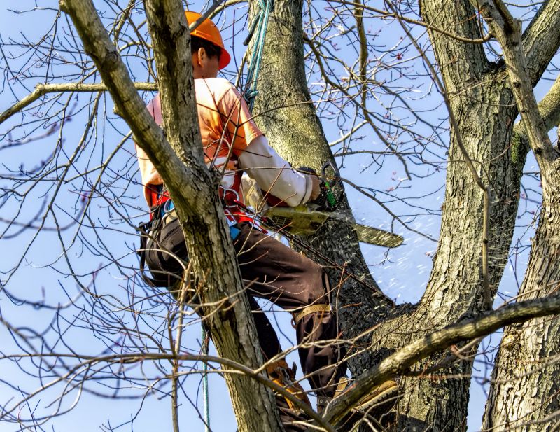 Tree Arborist
