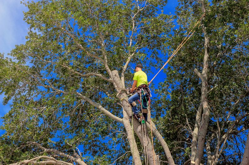 Arborist Climbing Techniques