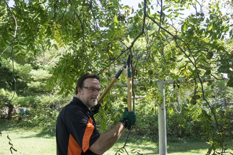 Tree Pruning and Trimming