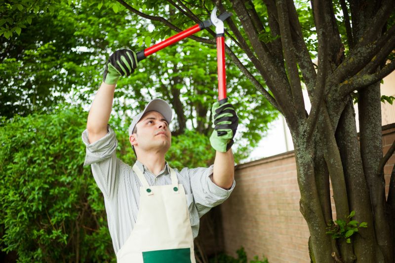 Tree Arborist at Work