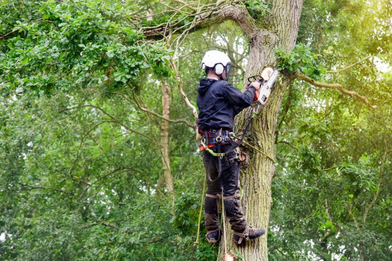 Arborist Equipment in Use