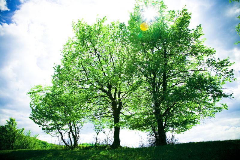 Tree Arborist